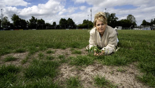 Hoofdveld